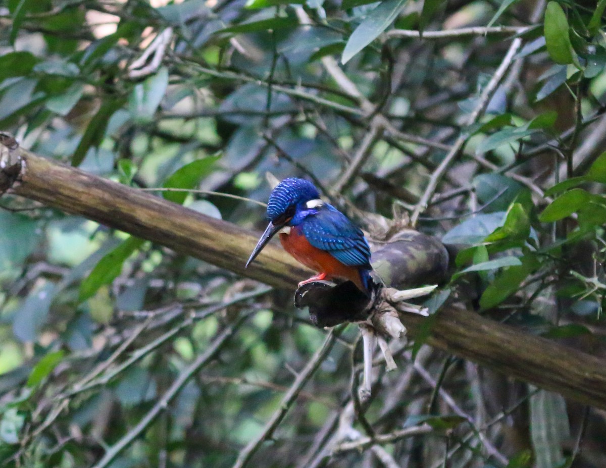 Blue-eared Kingfisher - ML638175954