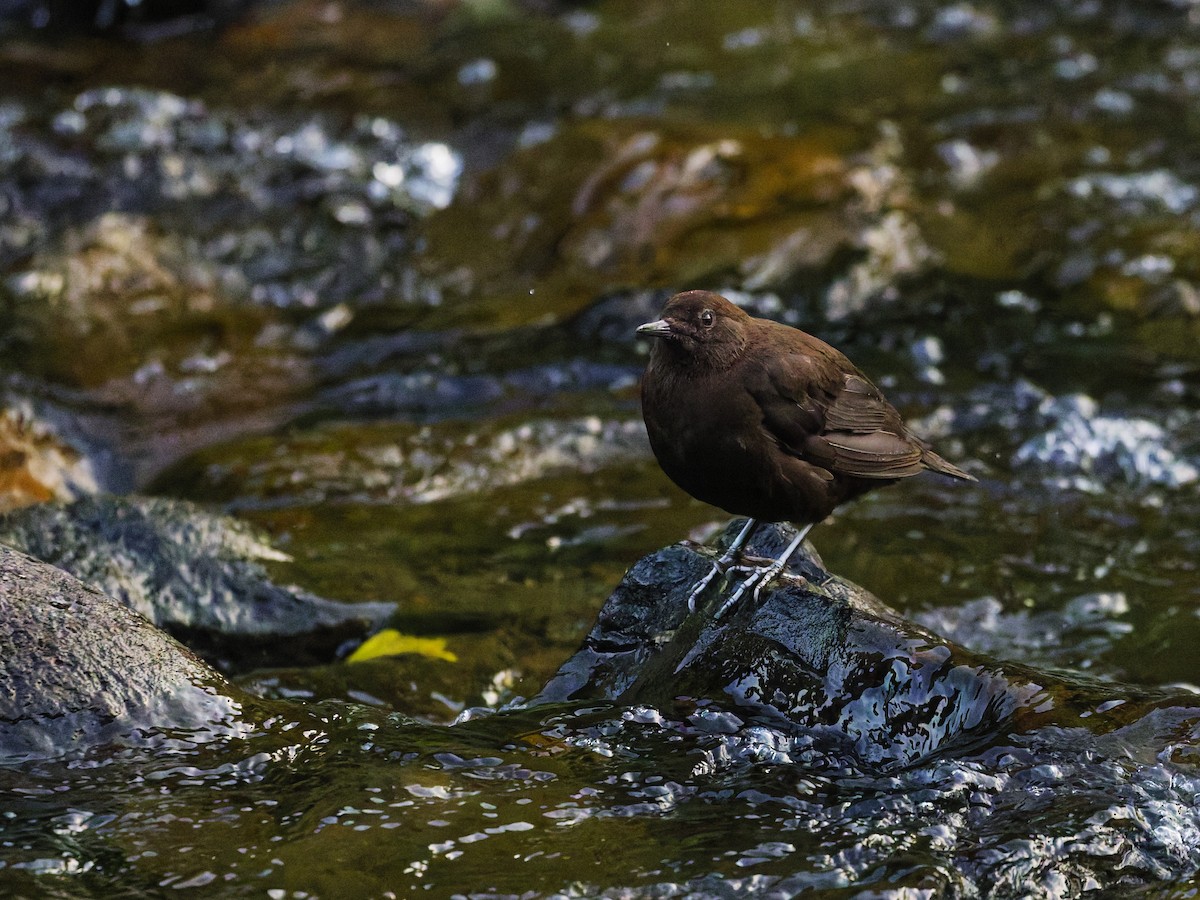 Brown Dipper - ML638175955