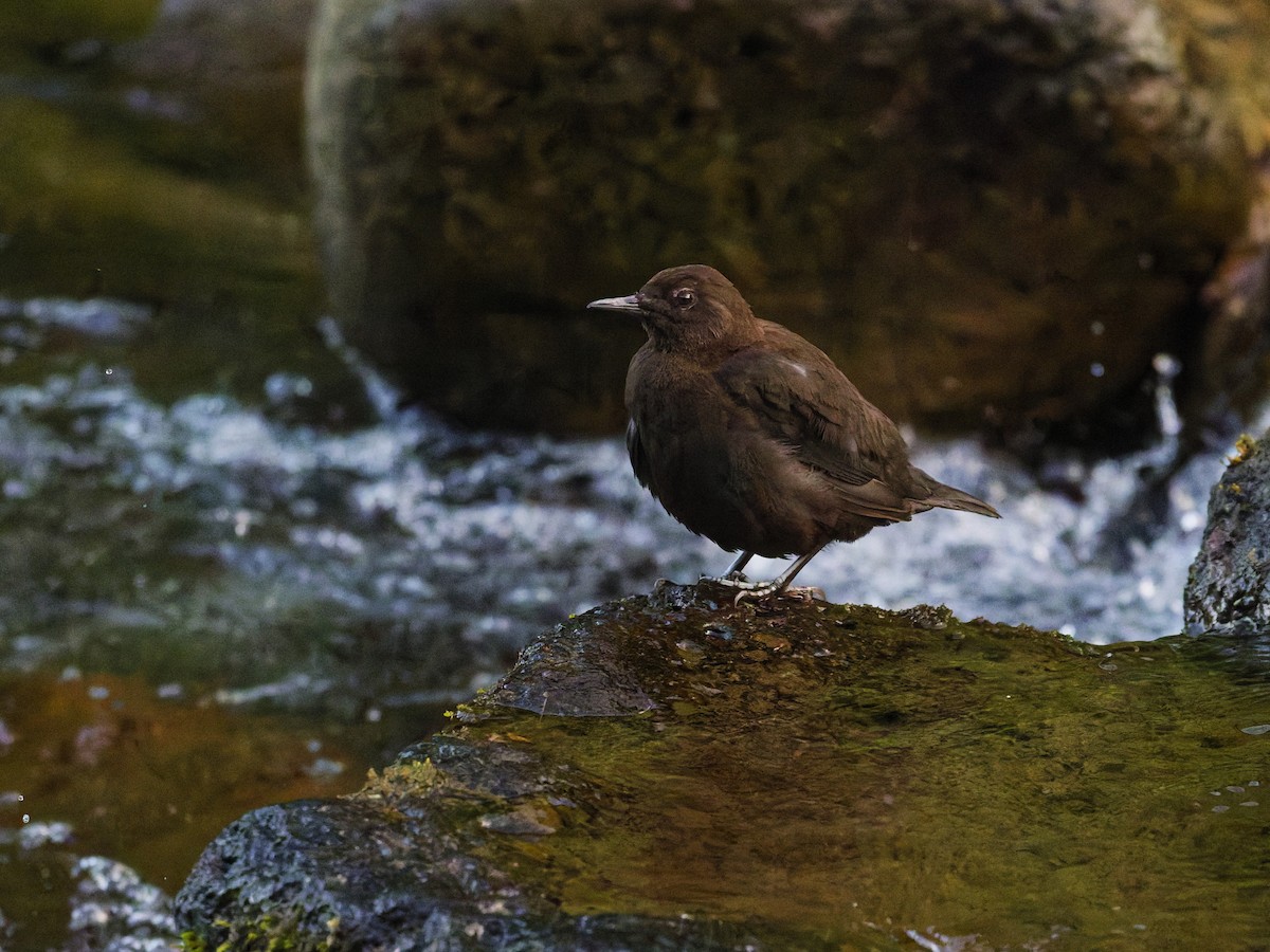 Brown Dipper - ML638175956