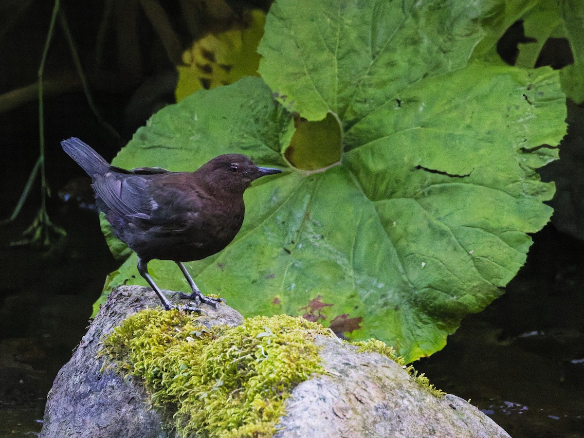Brown Dipper - ML638175957