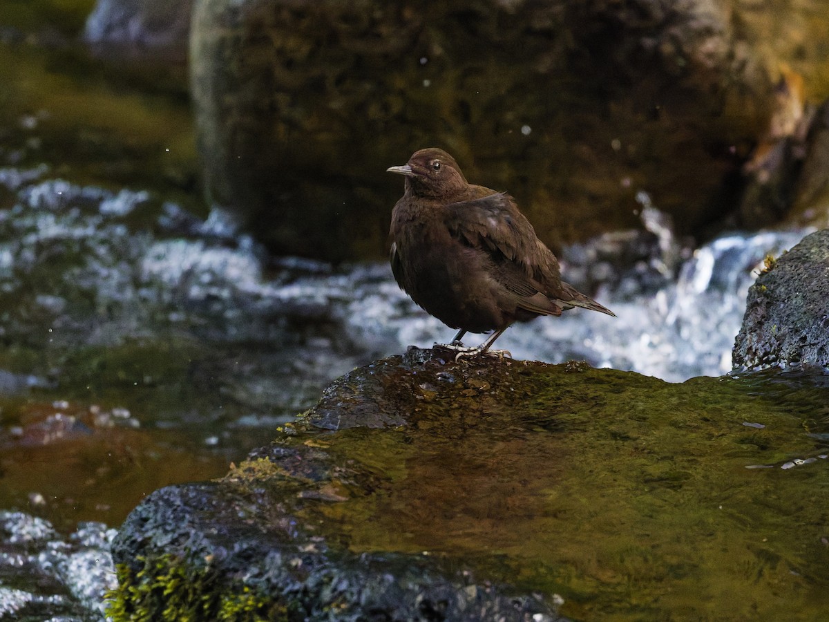 Brown Dipper - ML638175961
