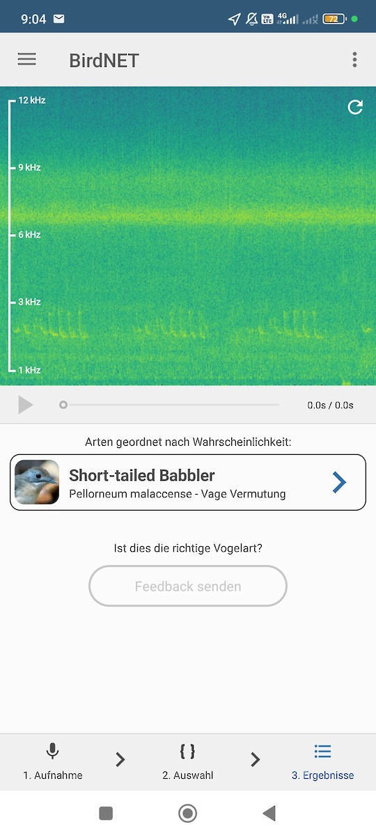 Short-tailed Babbler - ML638175973