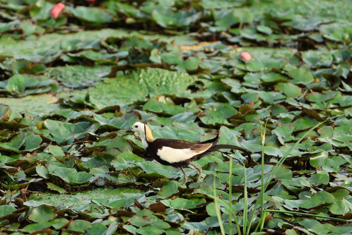 Pheasant-tailed Jacana - ML638175977