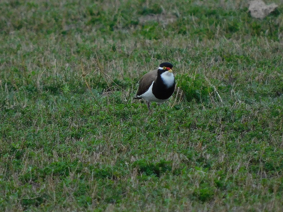 Avefría Tricolor - ML638175981