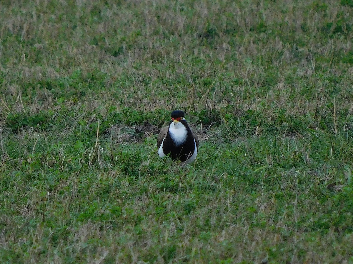 Avefría Tricolor - ML638175983