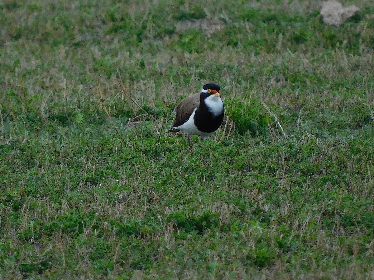 Avefría Tricolor - ML638175984