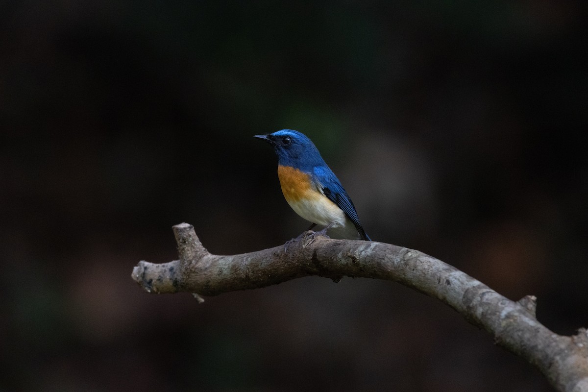 Blue-throated Flycatcher - ML638175987