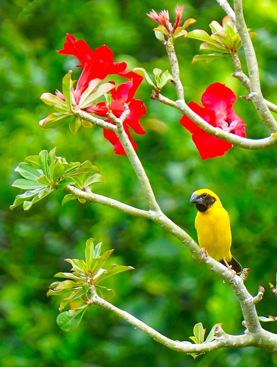 Asian Golden Weaver - ML638175988