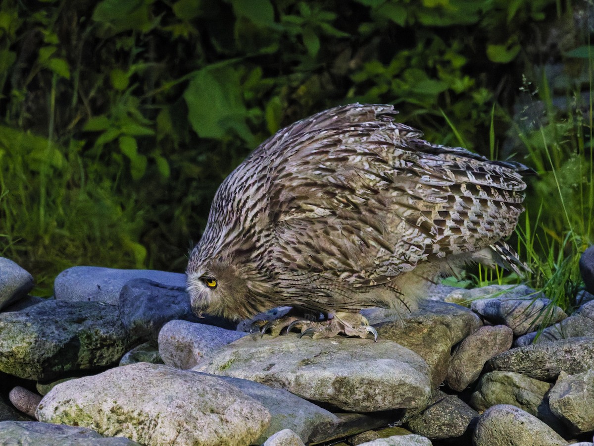 Blakiston's Fish-Owl - ML638175992