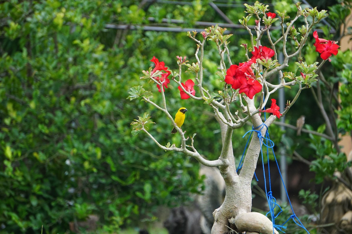 Asian Golden Weaver - ML638175993