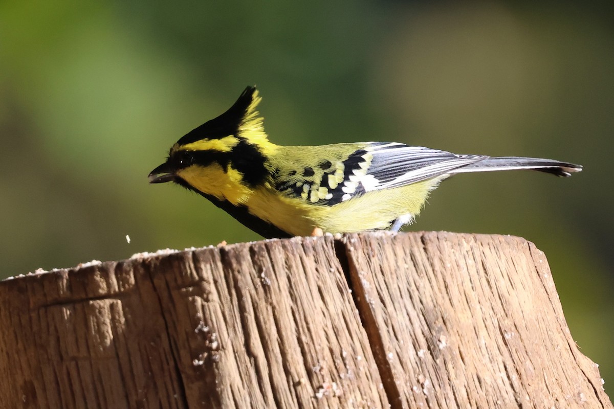 Himalayan Black-lored Tit - ML638176013