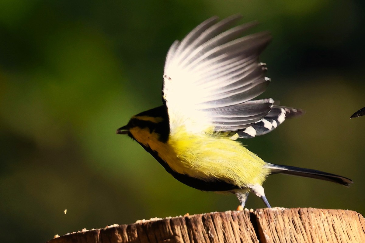Himalayan Black-lored Tit - ML638176014