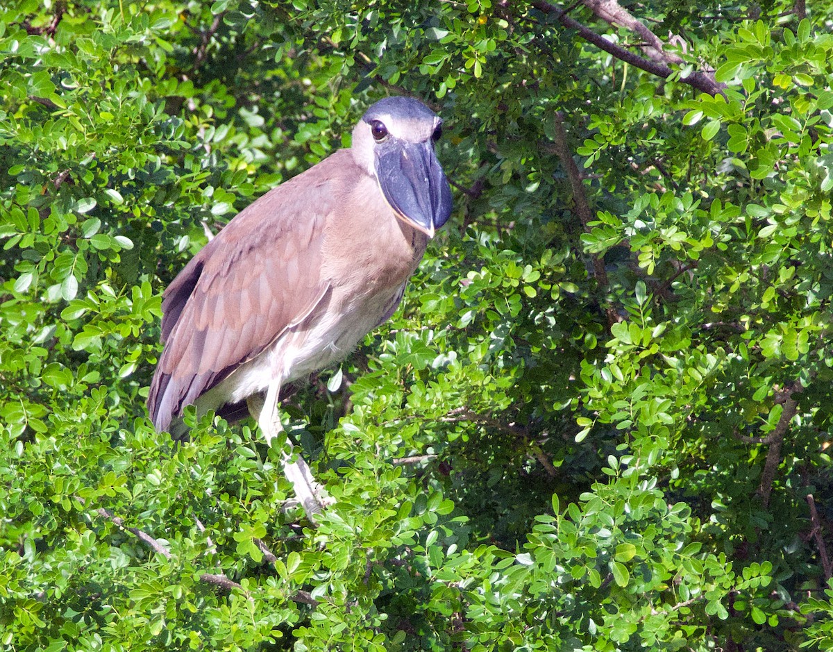 Boat-billed Heron - ML638176019