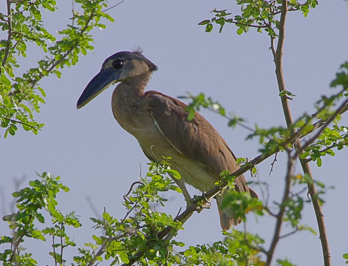 Boat-billed Heron - ML638176020