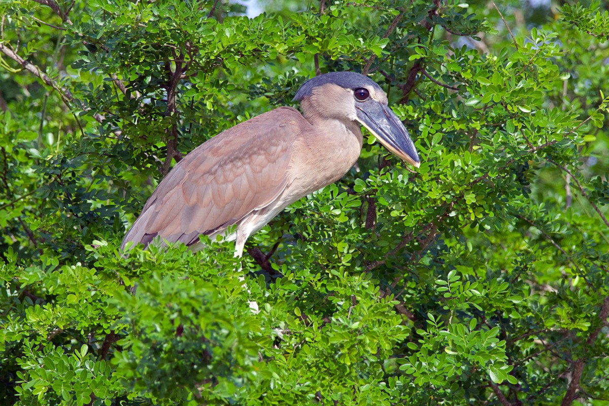 Boat-billed Heron - ML638176021