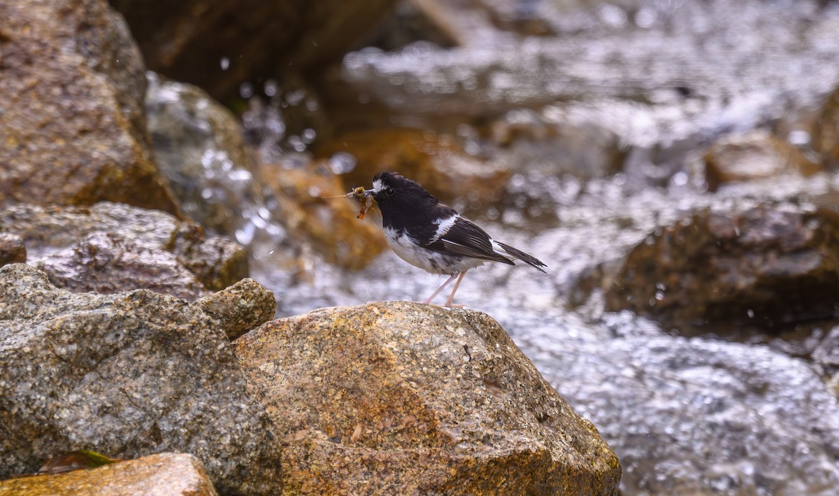 Little Forktail - ML638176026
