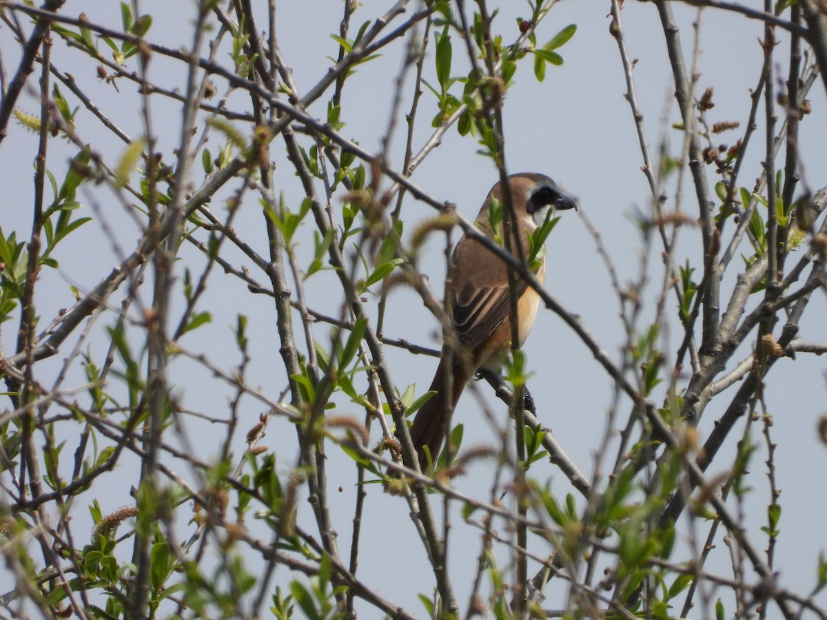 Brown Shrike - ML638176037