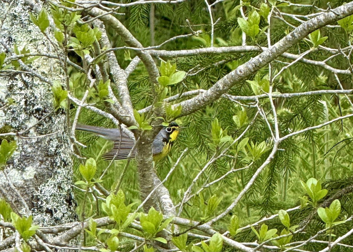 Canada Warbler - ML638176042