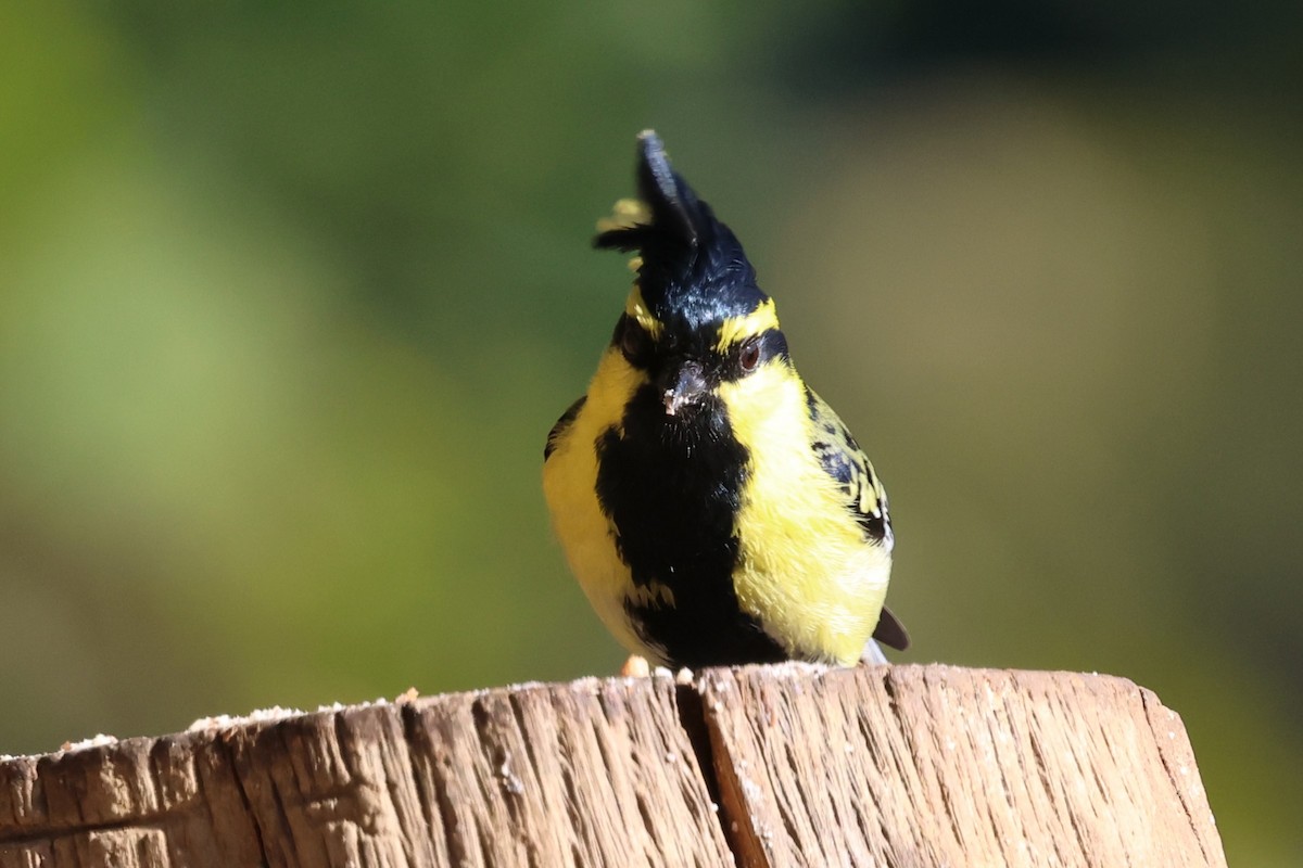 Himalayan Black-lored Tit - ML638176043