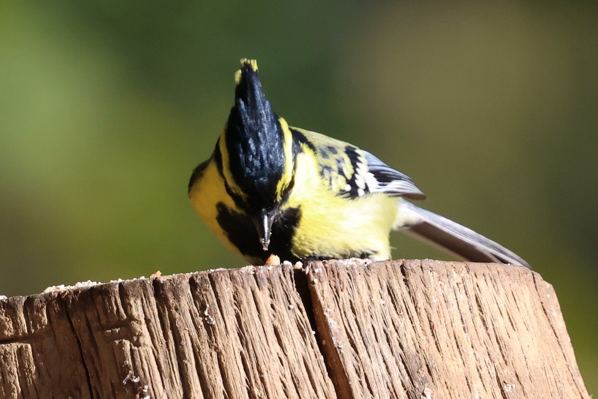 Himalayan Black-lored Tit - ML638176046