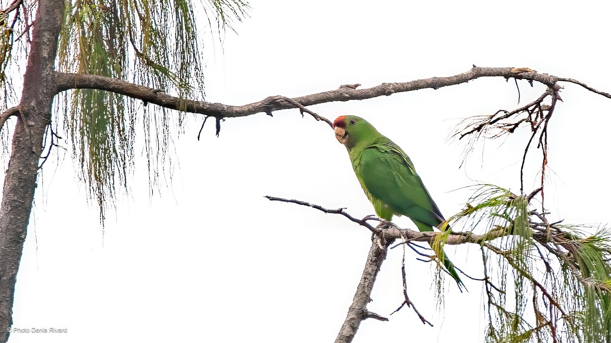 Scarlet-fronted Parakeet - ML638176053