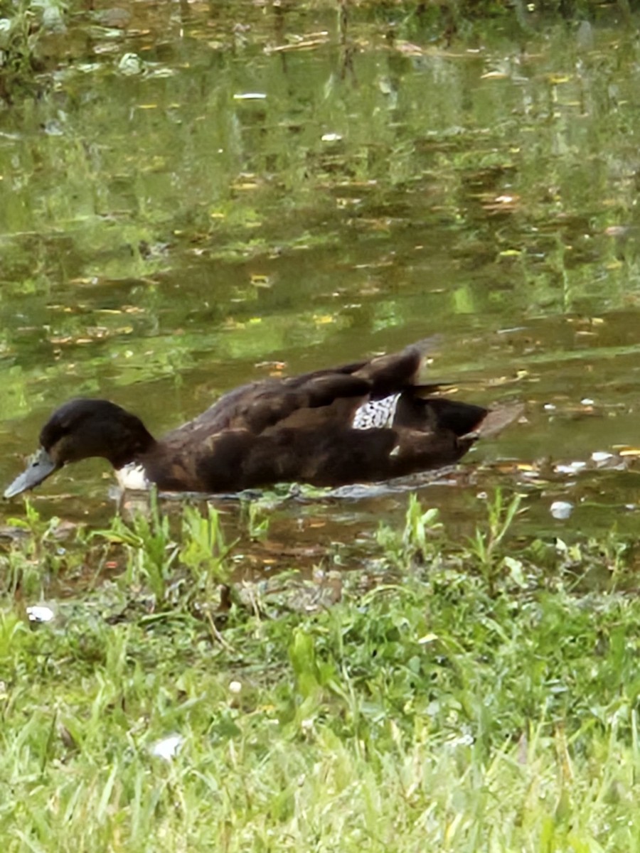 Mallard x American Black Duck (hybrid) - ML638176056