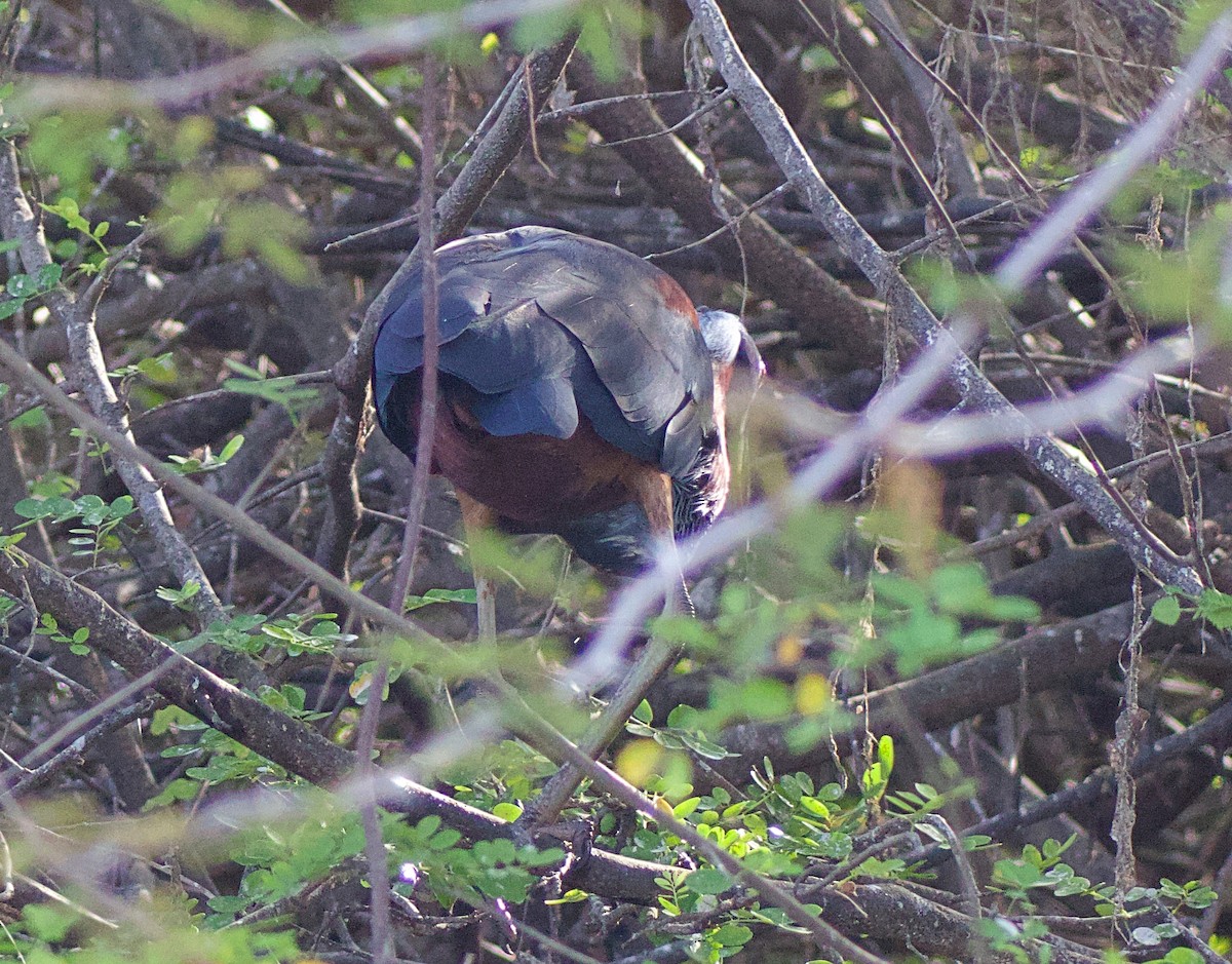 Agami Heron - ML638176057