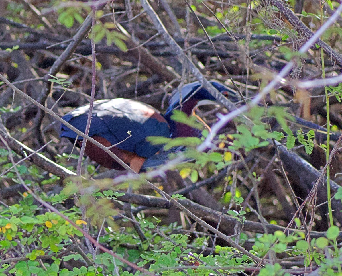 Agami Heron - ML638176058