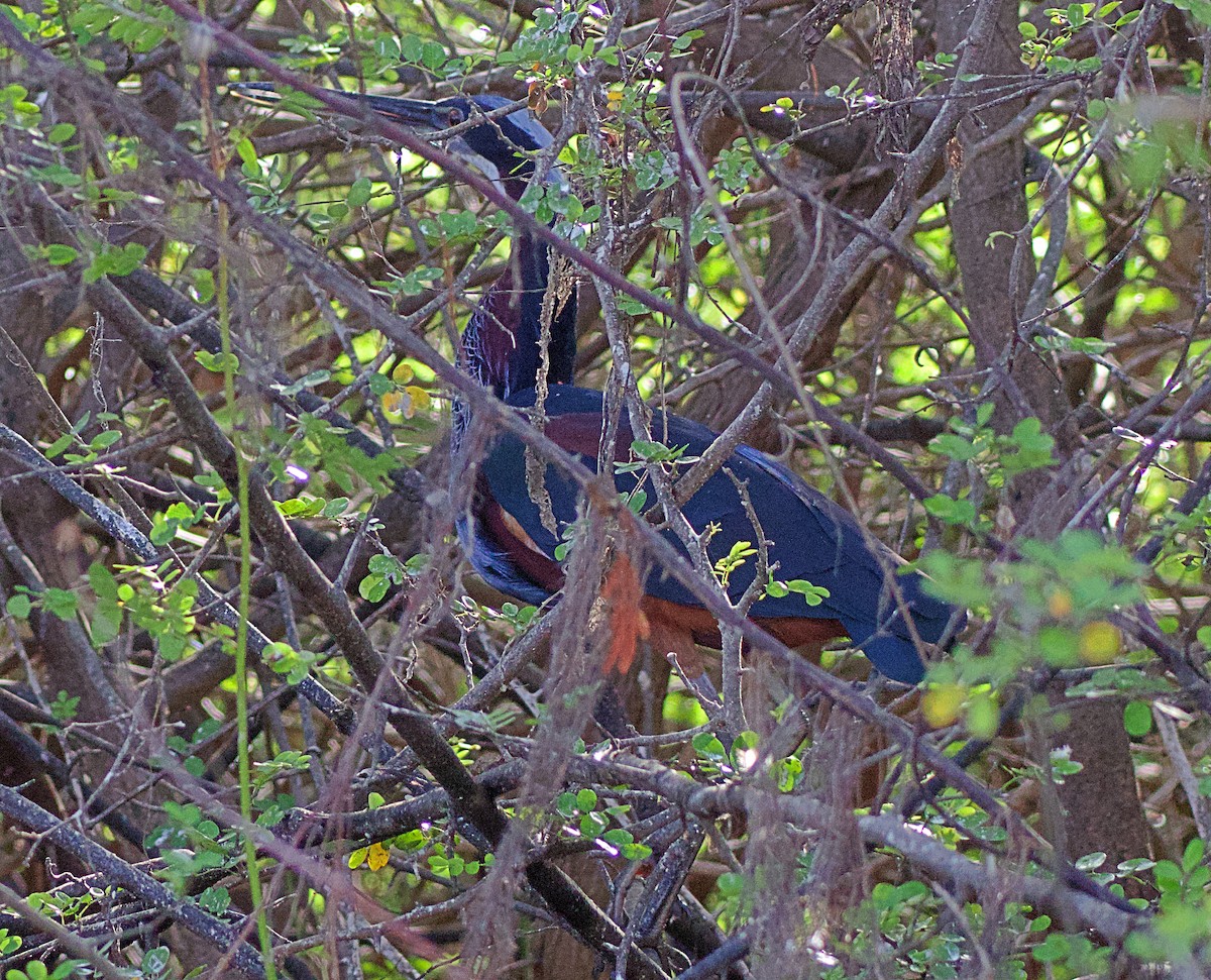 Agami Heron - ML638176059
