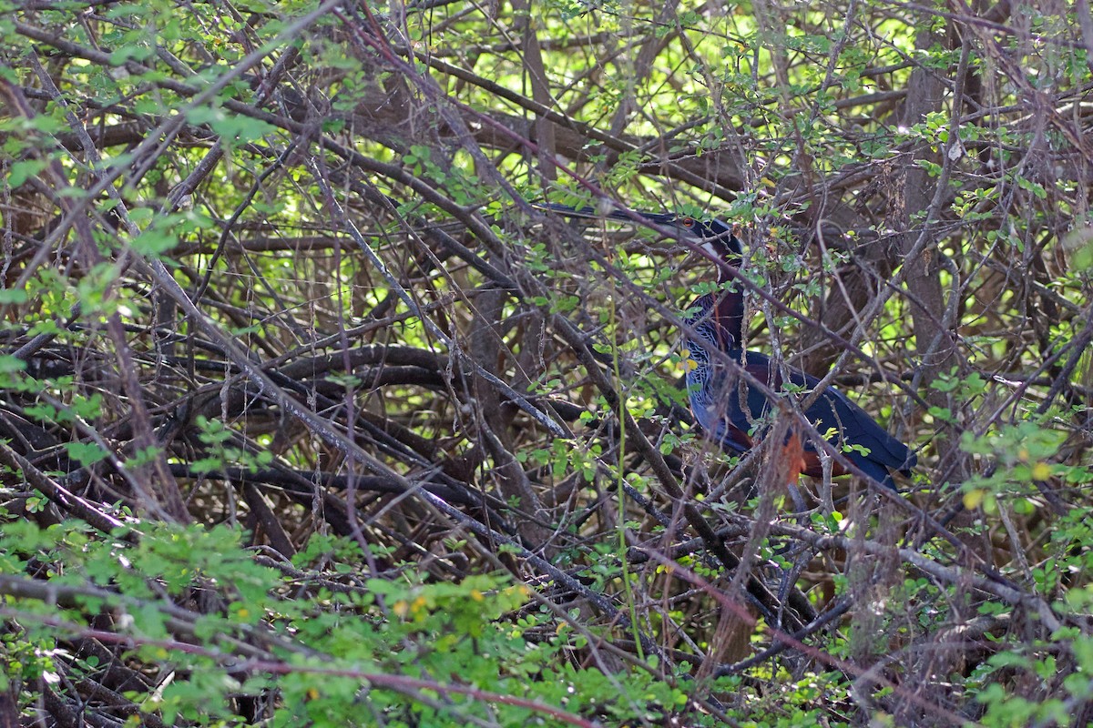 Agami Heron - ML638176060