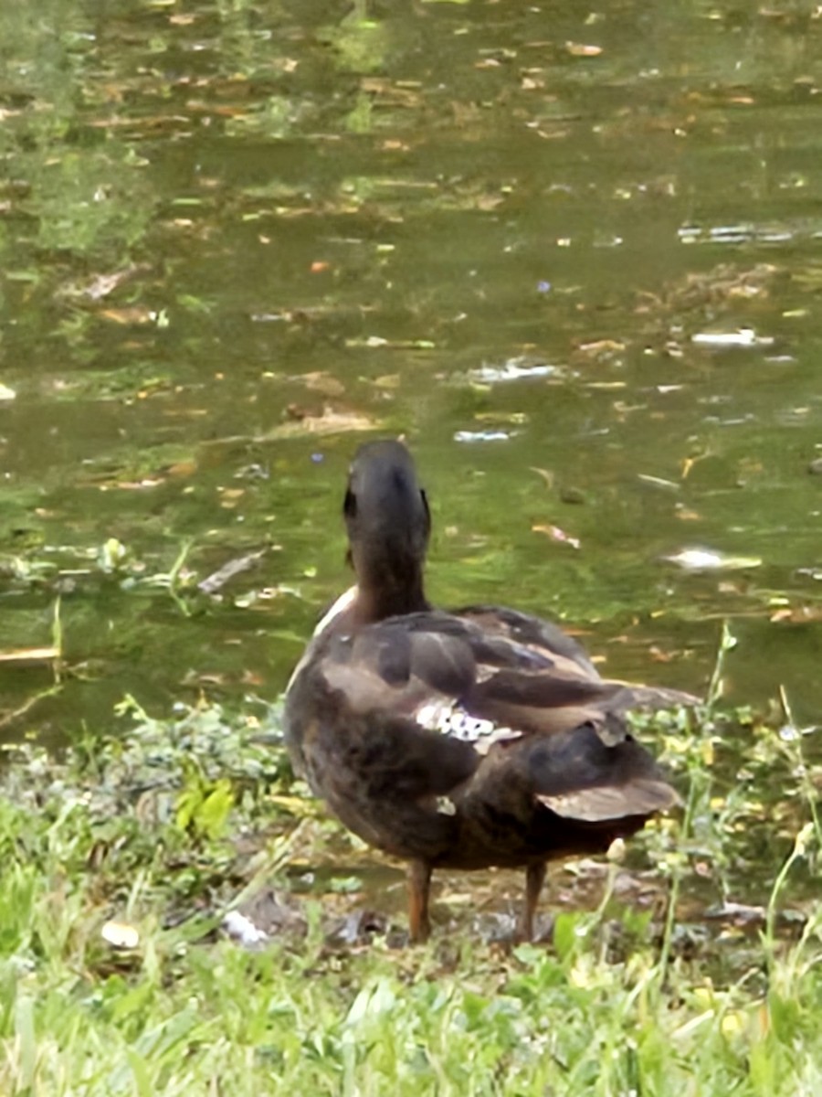 Mallard x American Black Duck (hybrid) - ML638176065