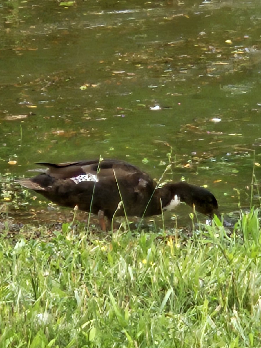 Mallard x American Black Duck (hybrid) - ML638176069