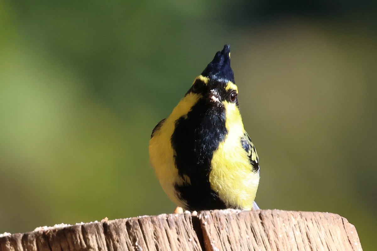 Himalayan Black-lored Tit - ML638176103
