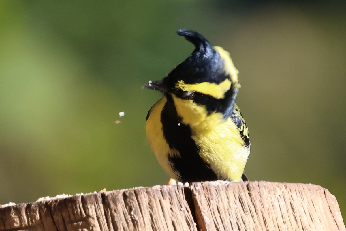Himalayan Black-lored Tit - ML638176104
