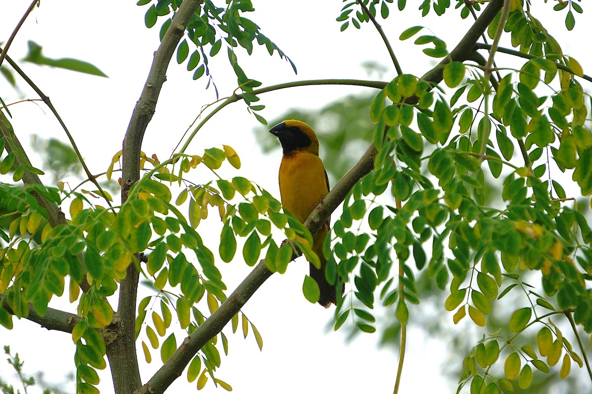 Asian Golden Weaver - ML638176148