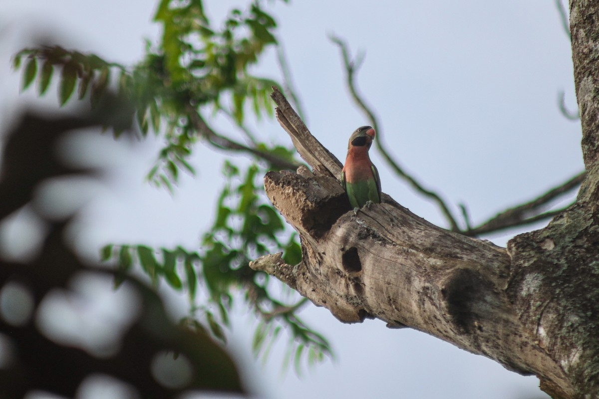 Red-breasted Parakeet - ML638176164