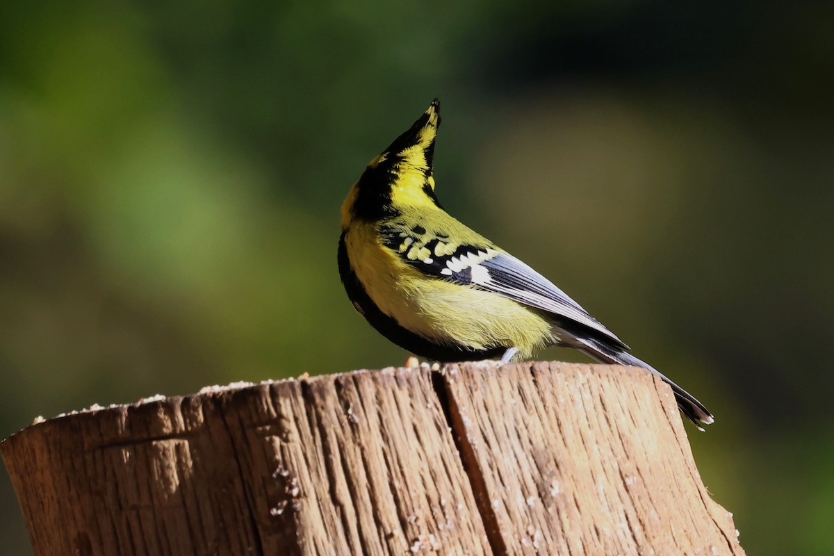 Himalayan Black-lored Tit - ML638176177