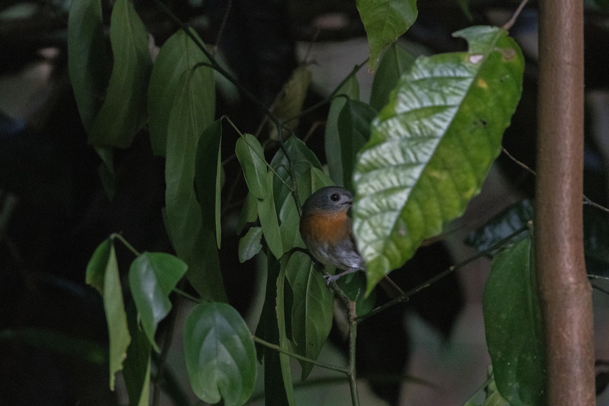 White-bellied Blue Flycatcher - ML638176180