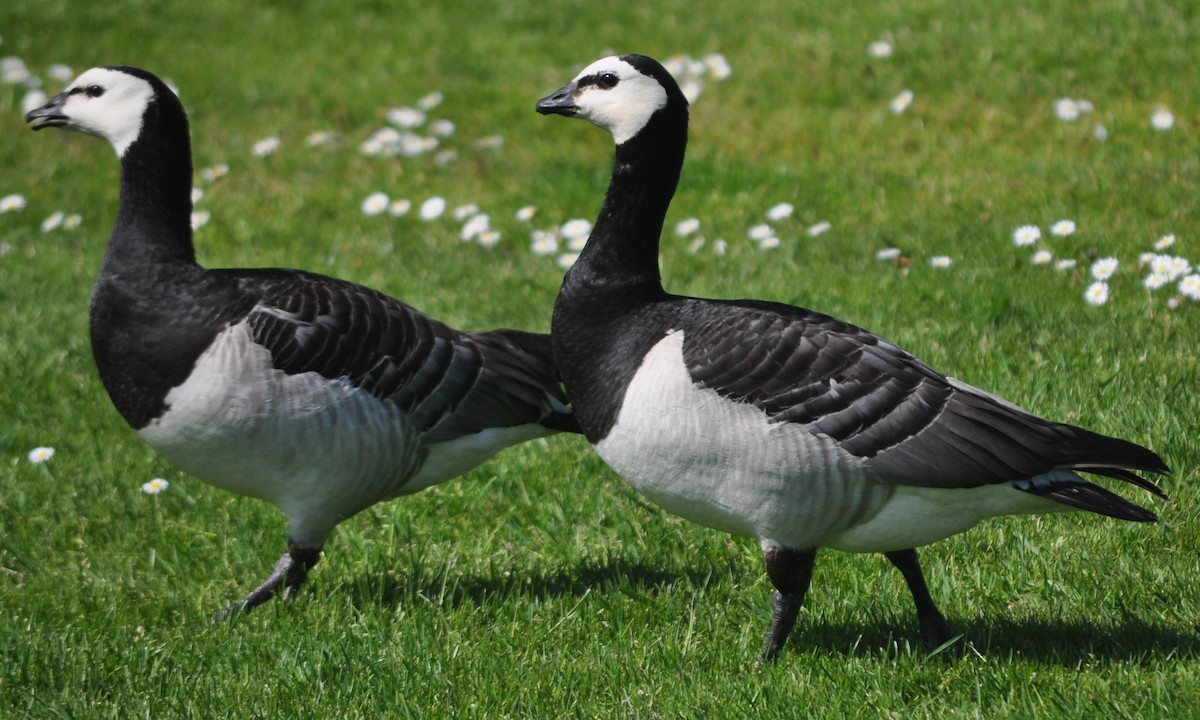 Barnacle Goose - ML638176189