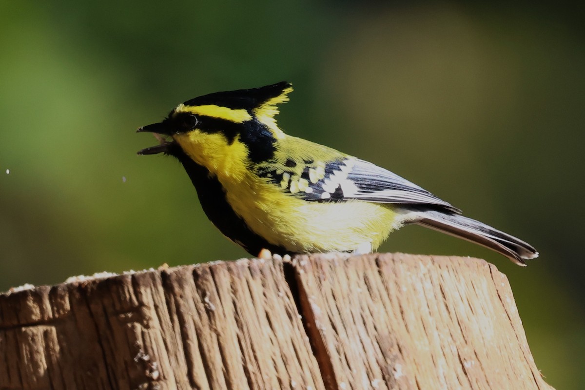 Himalayan Black-lored Tit - ML638176194
