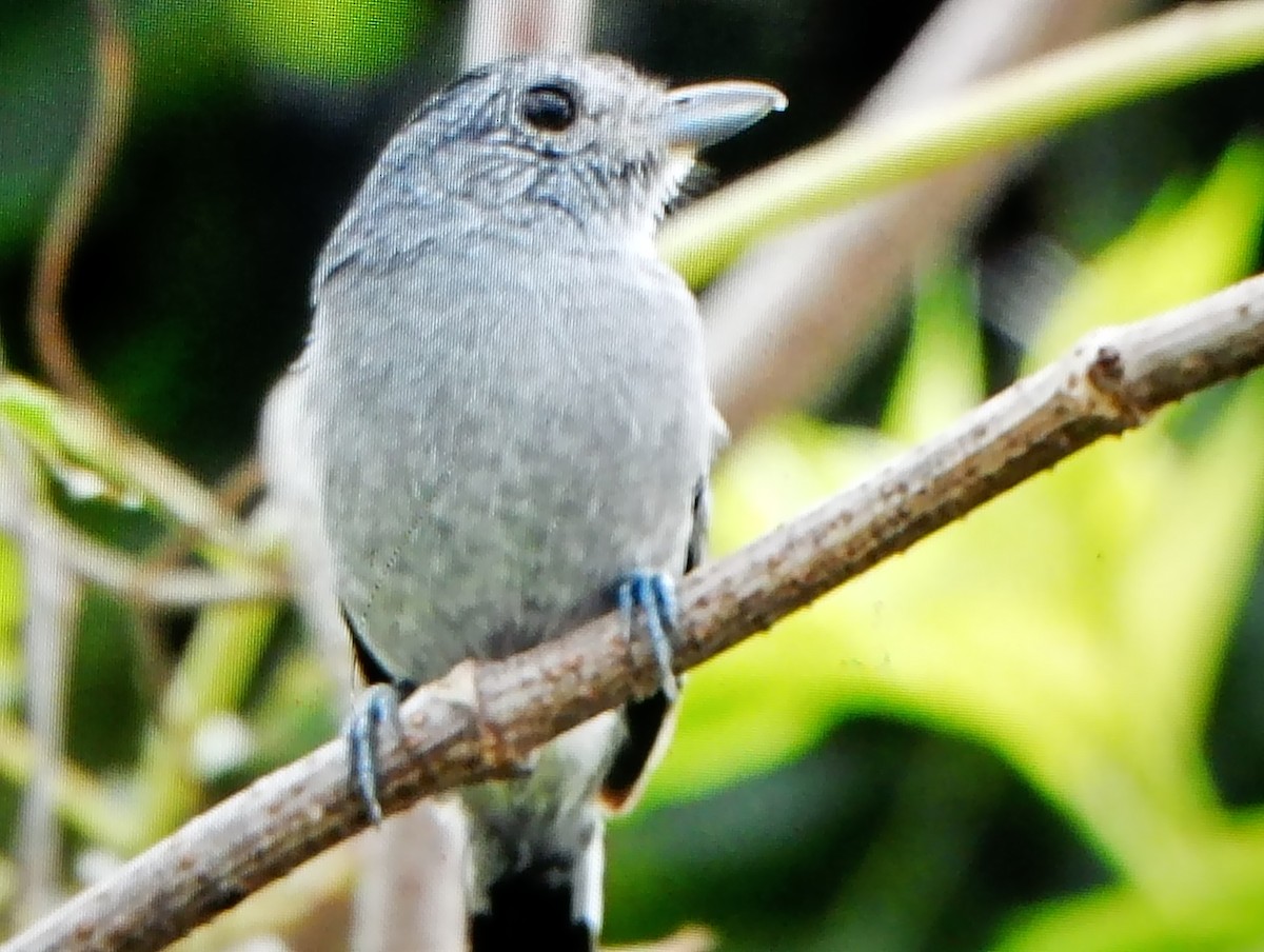 Variable Antshrike - ML638176211