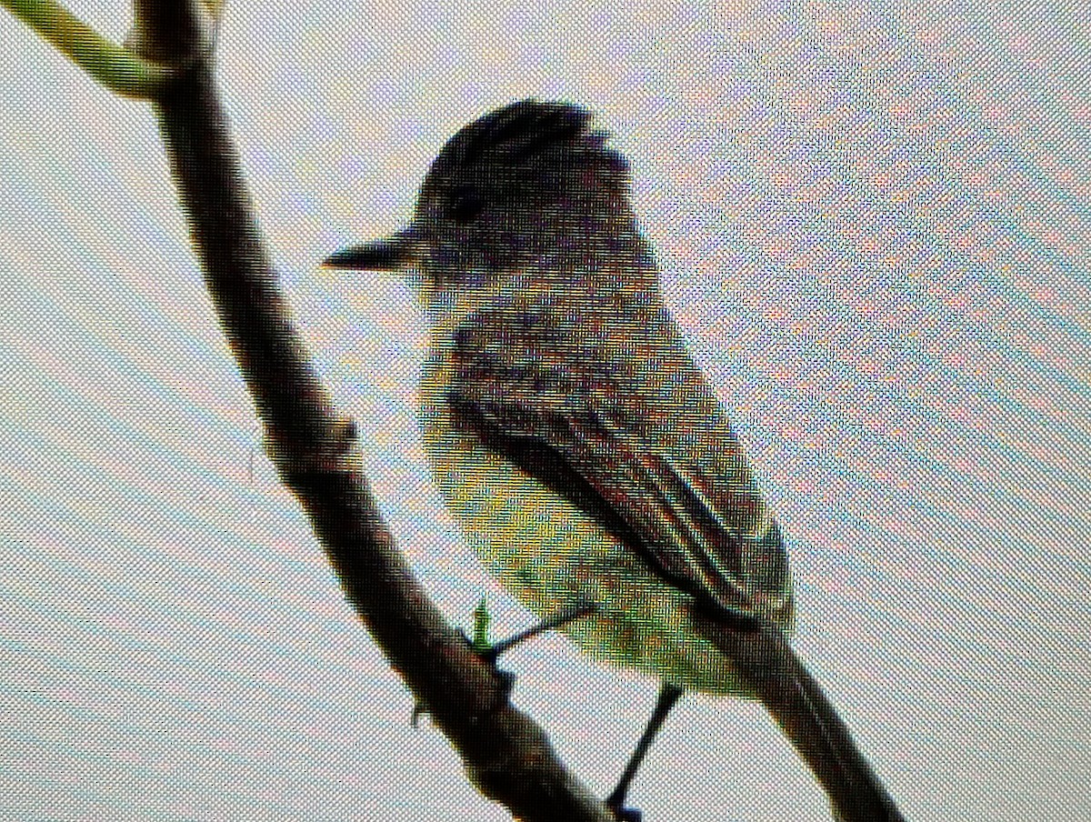 Short-crested Flycatcher - ML638176215
