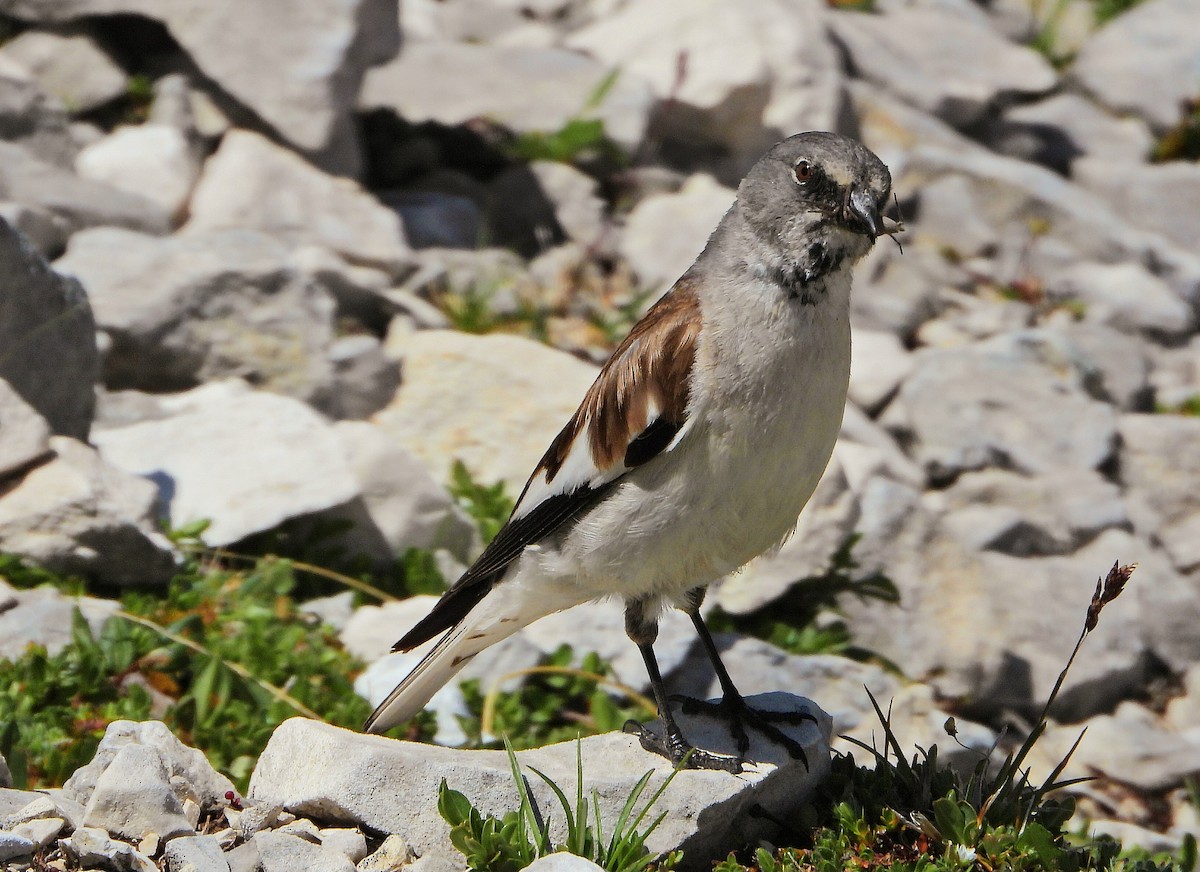 White-winged Snowfinch - ML638176254