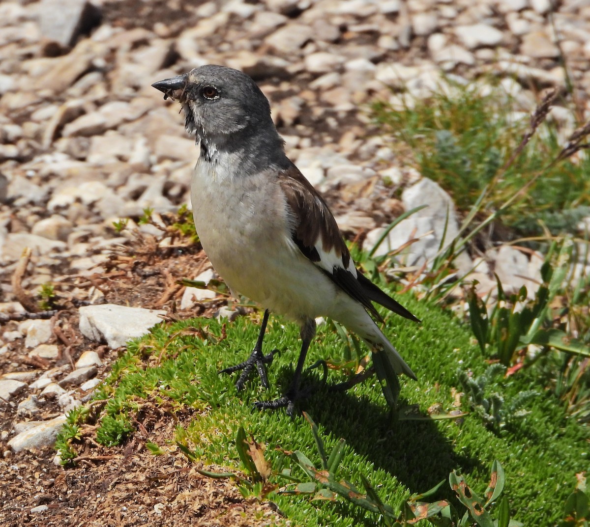 White-winged Snowfinch - ML638176255
