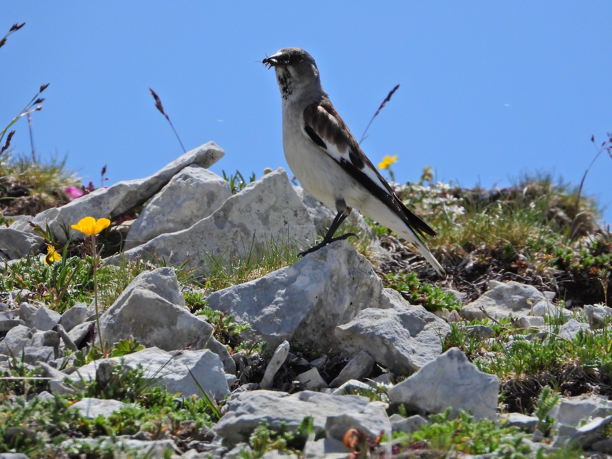 White-winged Snowfinch - ML638176265
