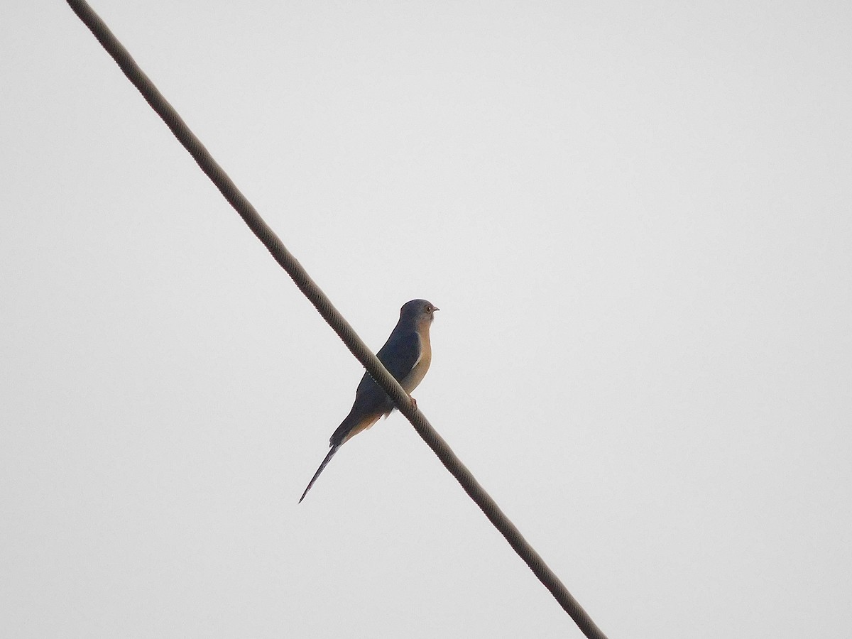 Fan-tailed Cuckoo - ML638176276