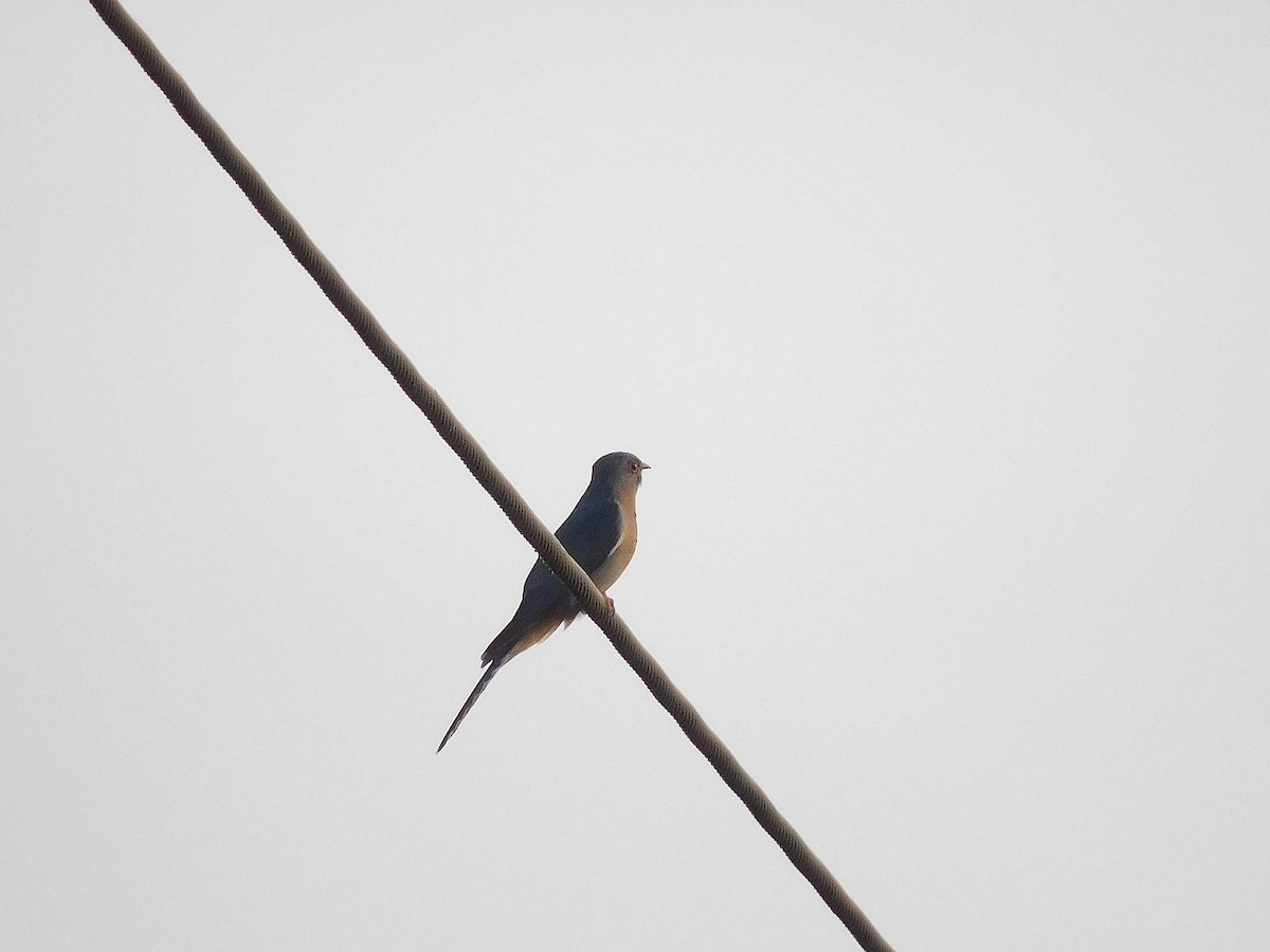 Fan-tailed Cuckoo - ML638176277