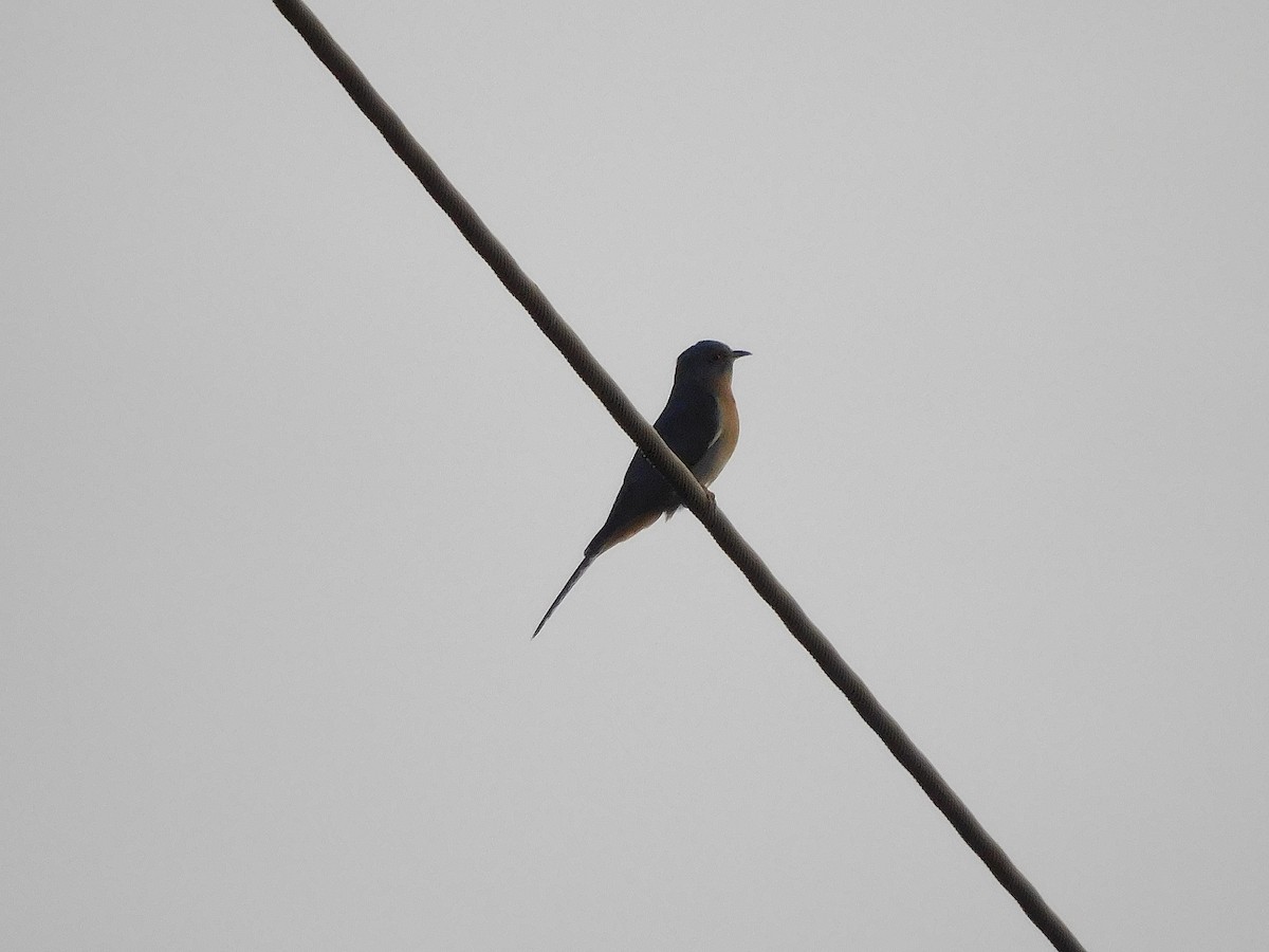 Fan-tailed Cuckoo - ML638176278