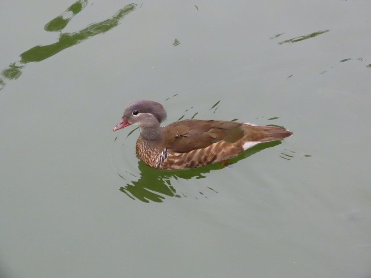 Mandarin Duck - ML638176306
