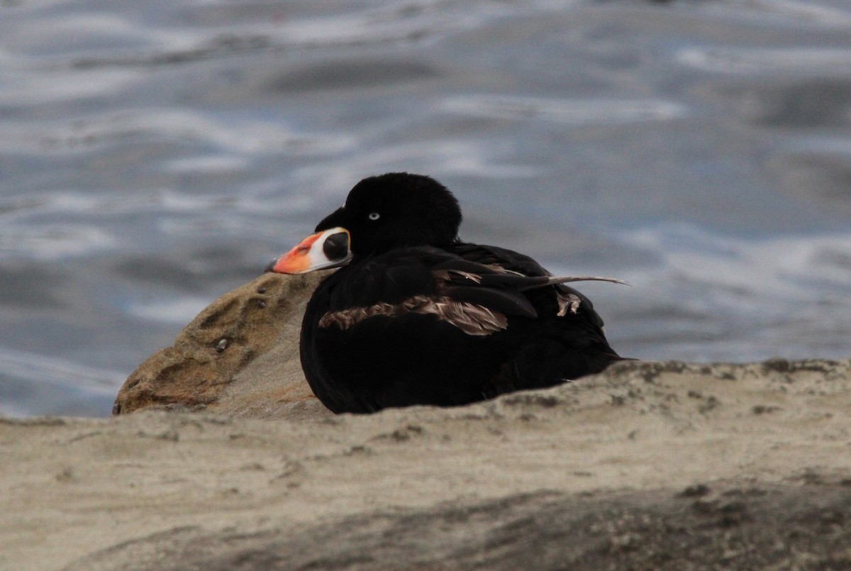 Surf Scoter - ML638176339